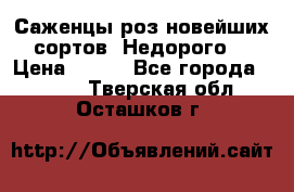 Саженцы роз новейших сортов. Недорого. › Цена ­ 350 - Все города  »    . Тверская обл.,Осташков г.